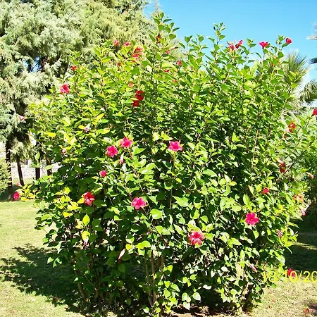 Otel Club Turkuaz Garden Adult Only