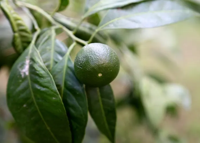 Hotel Club Turkuaz Garden Adult Only Fethiye