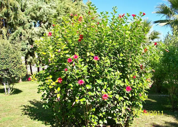 Hotel Club Turkuaz Garden Adult Only